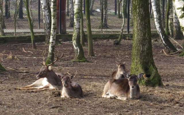 Najlepsze miejsca na spacer z dzieckiem w Śląskiem – bezpieczne i atrakcyjne propozycje