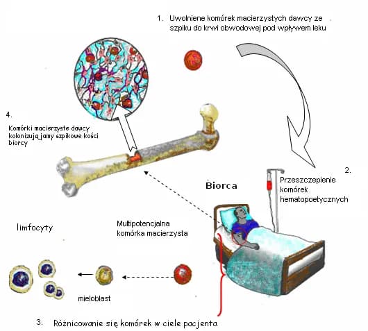 Czy dziecko może oddać szpik rodzicowi? Wszystko o dawstwie i ryzykach Czy dziecko może oddać szpik rodzicowi? Wszystko o dawstwie i ryzykach